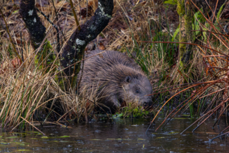 A beaver sits at a water's edge, partially hidden among tall grasses and brush, with wet fur and a small patch of mossy ground beneath it