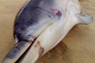 Close up image of a stranded dolphin's face on a beach. A wound is visible in the side of its head