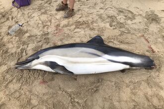 A stranded dolphin on a beach. Its tail fin is missing