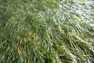 intertidal seagrass uncovered by a low tide