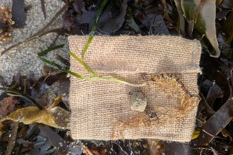 A seagrass shot grows through a mesh bag. Seaweed lies on the beach beneath.