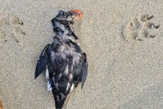 A stranded puffin on sand