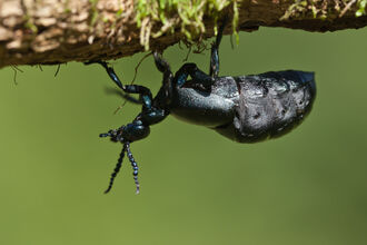 A black oil beetle hanging upside down from a branch. It's a large, plump shiny blue-black beetle with a swollen abdomen and bead-like antennae
