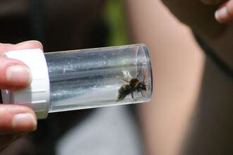 A person holds a small clear plastic tube containing a bee.