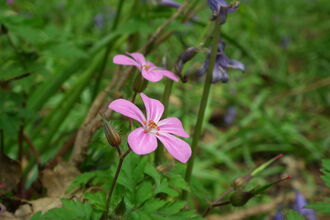 2 pink flowers with wide petals are in focus, with green foliage and a few bluebells in the background