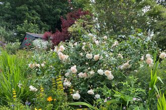 Large rose bush among a bed of other plants and flowers