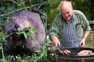 Two images side by side: One of a beaver, the other of a man smiling while he cooks sausages on a BBQ