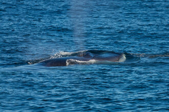 A whale just visible on the surface of the sea