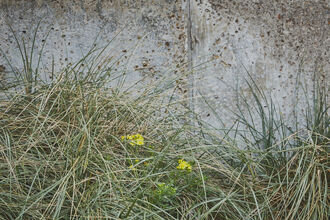pavement plants grow by the side of the road in Cornwall