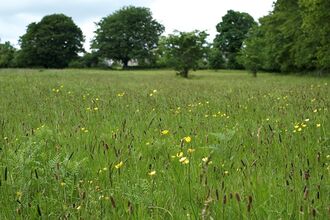 A meadow with wild flowers, trees are visible in the distance 
