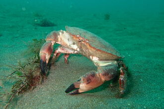 Brown crab underwater
