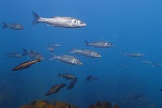 Shoal of bass underwater