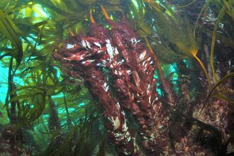 Seaweed under water