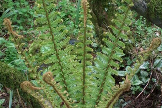 Scaly male fern