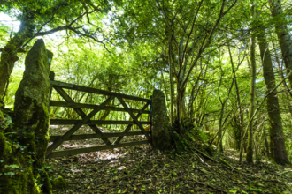 A gate in woodland - the gate is wooden with stone pillars at each end. The image is  lush green colour as the sun comes into the woodland through the trees. 