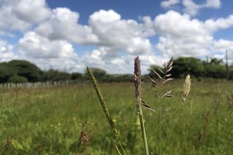 A close up of four species of grass with a large open field in the background