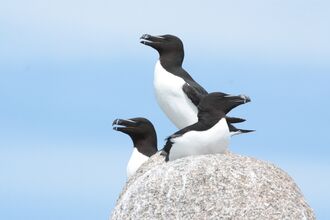 Three razorbills perched on a rock