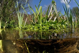 Half-submerged view of reeds and plants above and below the surface of a clear pond.