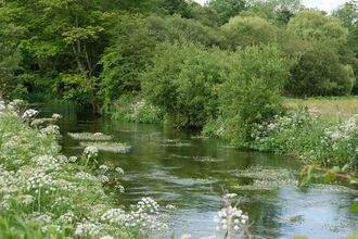 River flowing through lush green trees and wildflowers along the bank.