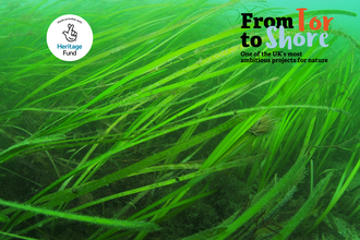 An image of a seagrass meadow underwater with Tor to Shore and National Lottery Heritage Fund logos