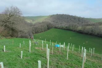 A hillside landscape with rows of newly planted saplings in protective tubes overlooking a green valley and wooded hills under a cloudy sky.