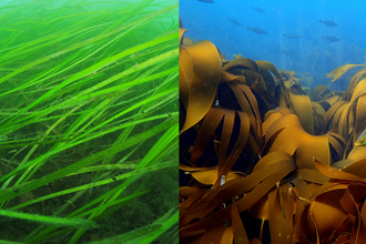 seagrass and kelp underwater