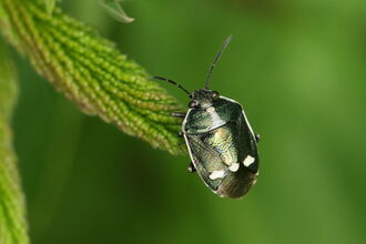 Species | Cornwall Wildlife Trust
