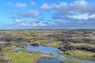Expansive coastal grassland with winding water-filled slacks under a bright blue sky dotted with soft clouds
