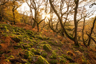 Oak Forest by Ben Porter