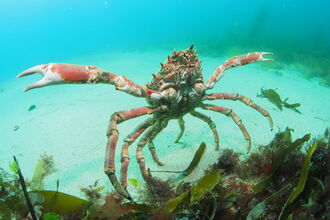 Spider crab extending claws underwater