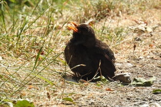 Blackbird sitting on a dry grassy path with its beak open