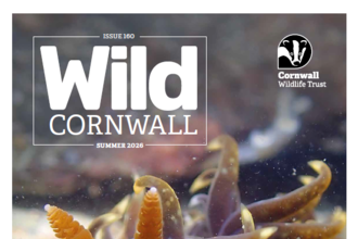 Cover of Wild Cornwall magazine issue 160 - cover image is a close up of a sea slug