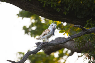 Barn owl on tree branch with prey in its beak