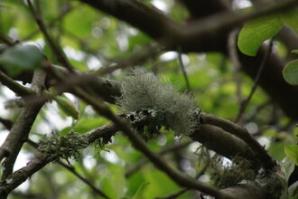 Lichen on a tree branch