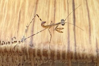 A praying mantis found breeding in Cornwall for the first time on UK mainland