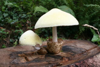 White mushroom/fungi, Silky Rosegill (Volvariella bombycina), on a tree stump