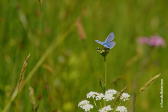 A common blue butterfly in a spring flower landscape