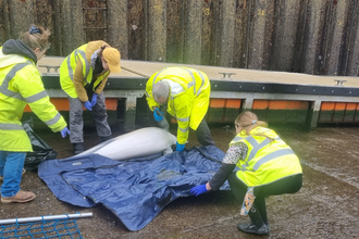 Marine strandings network volunteers surround a stranding, lifting a dolphin onto blue tarpaulin