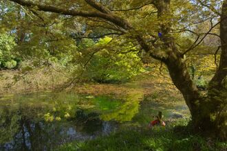 Autumnal trees near water