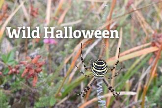 A close up of a wasp spider with text reading Wild Halloween