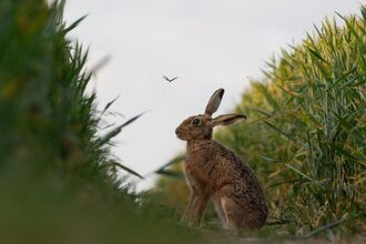 A hare in focus between long grass, a butterfly above its head