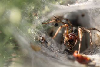 Labyrinth spider positioned at the entrance to its funnel-shaped web among grass and vegetation.