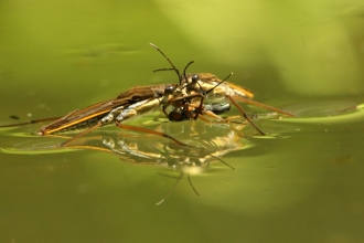 Pond Skaters