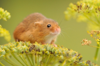 Harvest mouse