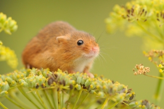 Harvest mouse