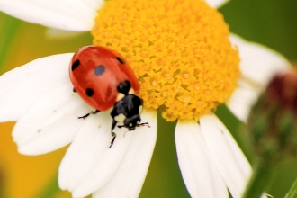 7-spotted ladybird