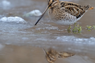 Common Snipe