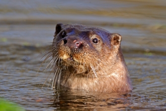 Otter