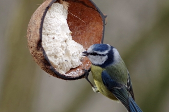 Bird Feeder