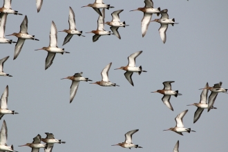 Black Tailed Godwits